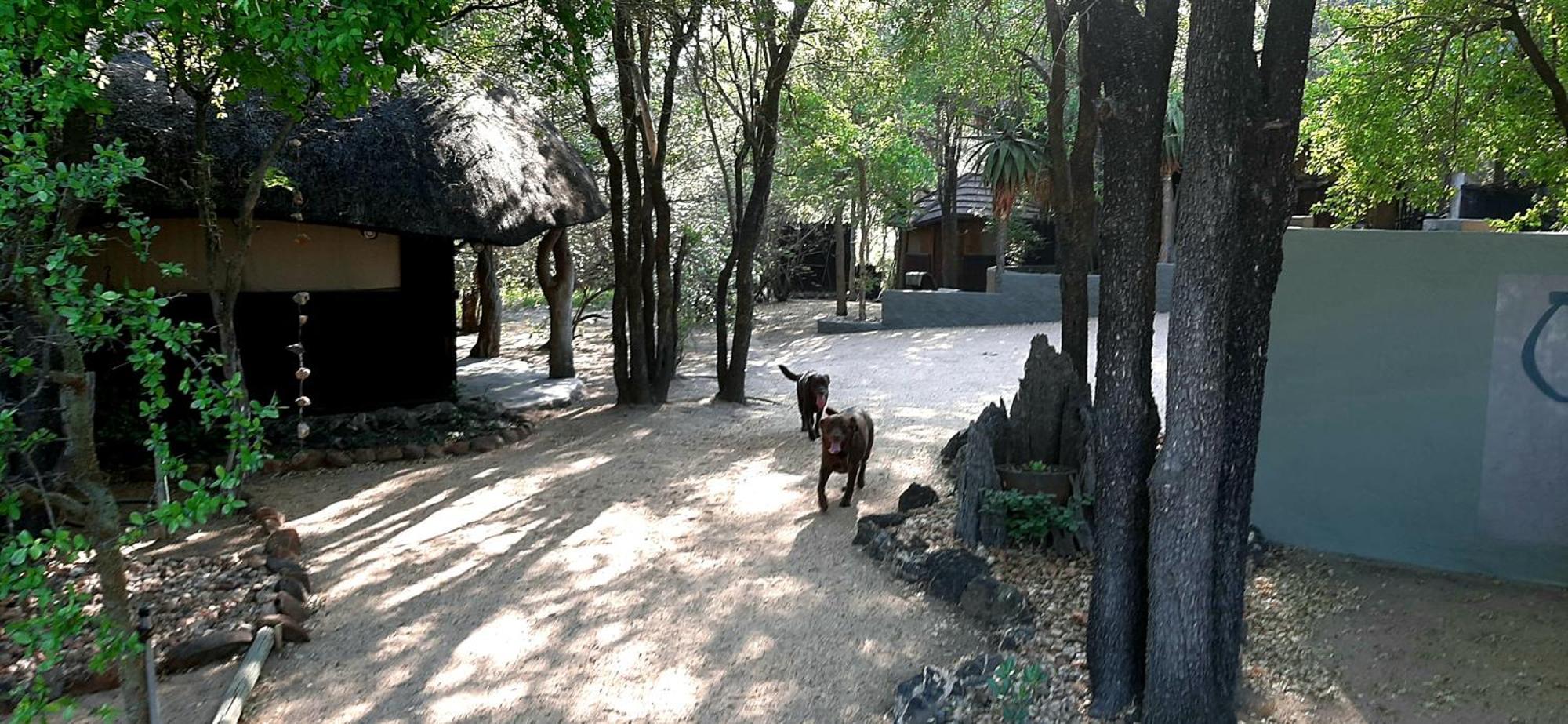 Off Beat Safaris Bush Lodge โฮดสปรูท ภายนอก รูปภาพ